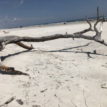 Little Talbot Island State Park - lone dead tree in this section - Beaches Near Me - Jacksonville, Florida Little Talbot Island State Park - lone dead tree in this section - Beaches Near Me - Jacksonville, Florida