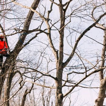 Integrity Tree Services - Tree Services Near Me - Grandville, Michigan Integrity Tree Services - Tree Services Near Me - Grandville, Michigan