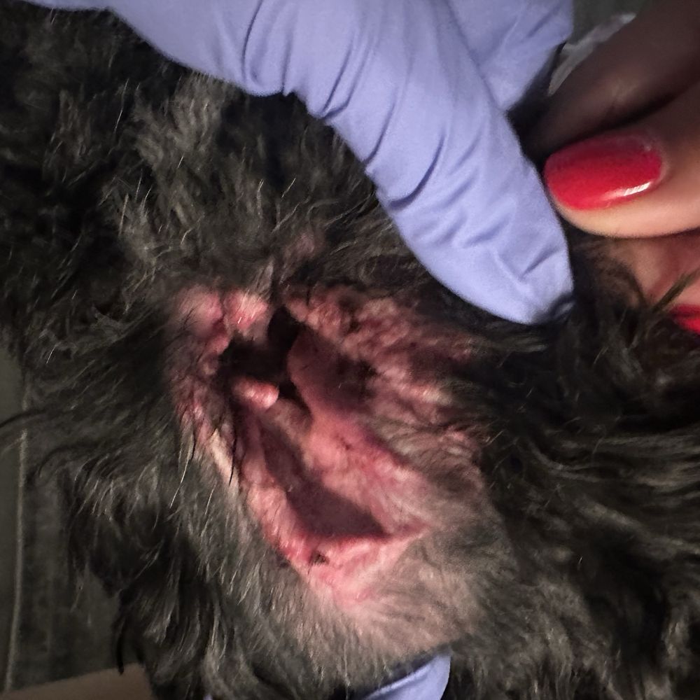 Paws In Paradise - This is his left ear after the groom - Pet Groomers Near Me - Brooklyn, New York Paws In Paradise - This is his left ear after the groom - Pet Groomers Near Me - Brooklyn, New York