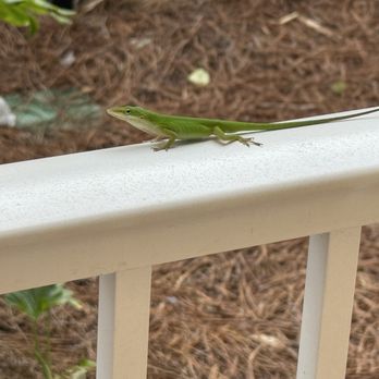 Treasure Island - A lizard that is now my friend - Resorts Near Me - Panama City, Florida Treasure Island - A lizard that is now my friend - Resorts Near Me - Panama City, Florida