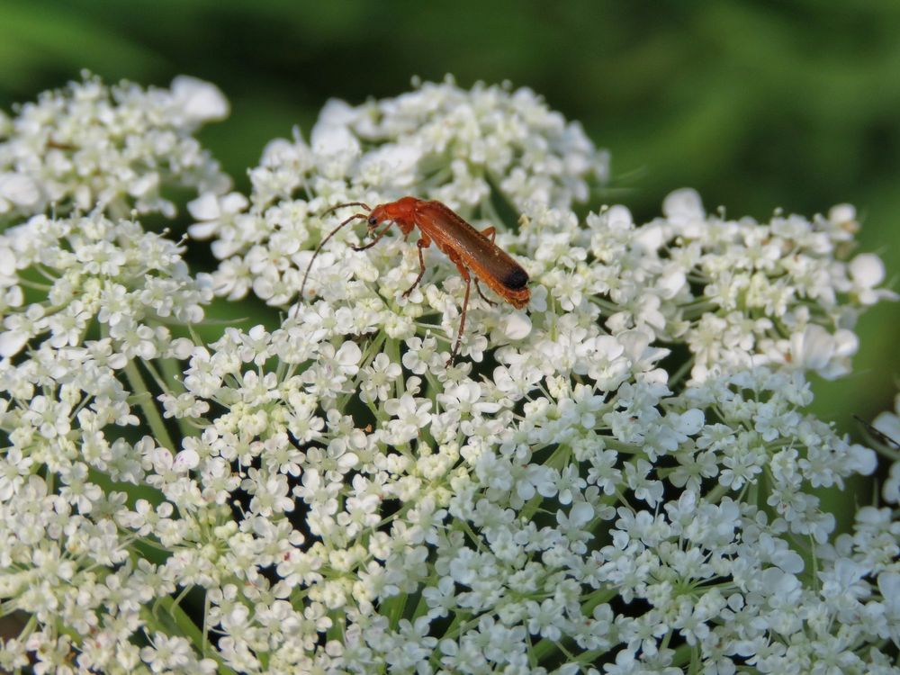 IROQUOIS NATIONAL WILDLIFE REFUGE 122 Photos & 17 Reviews Fishing 1101 Casey Rd, Basom, NY