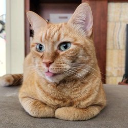 Wigglebottoms - Callie says Hi