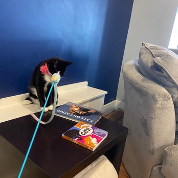 affoGATO Cat Café - Themed Cafes Near Me - Cleveland, Ohio