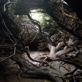 Kubota Garden - Hidden room inside tree - Botanical Gardens Near Me - Seattle, Washington