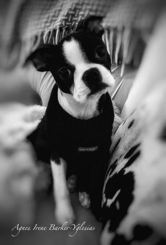 Pet Express Image
