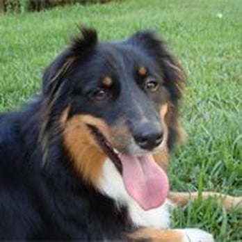Houston Bark and Call - Dog Walkers Near Me Houston Bark and Call - Dog Walkers Near Me
