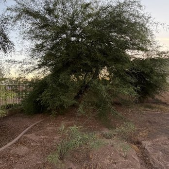 Delta MS Landscaping - Before tree removal. - Tree Services Near Me - Phoenix, Arizona Delta MS Landscaping - Before tree removal. - Tree Services Near Me - Phoenix, Arizona