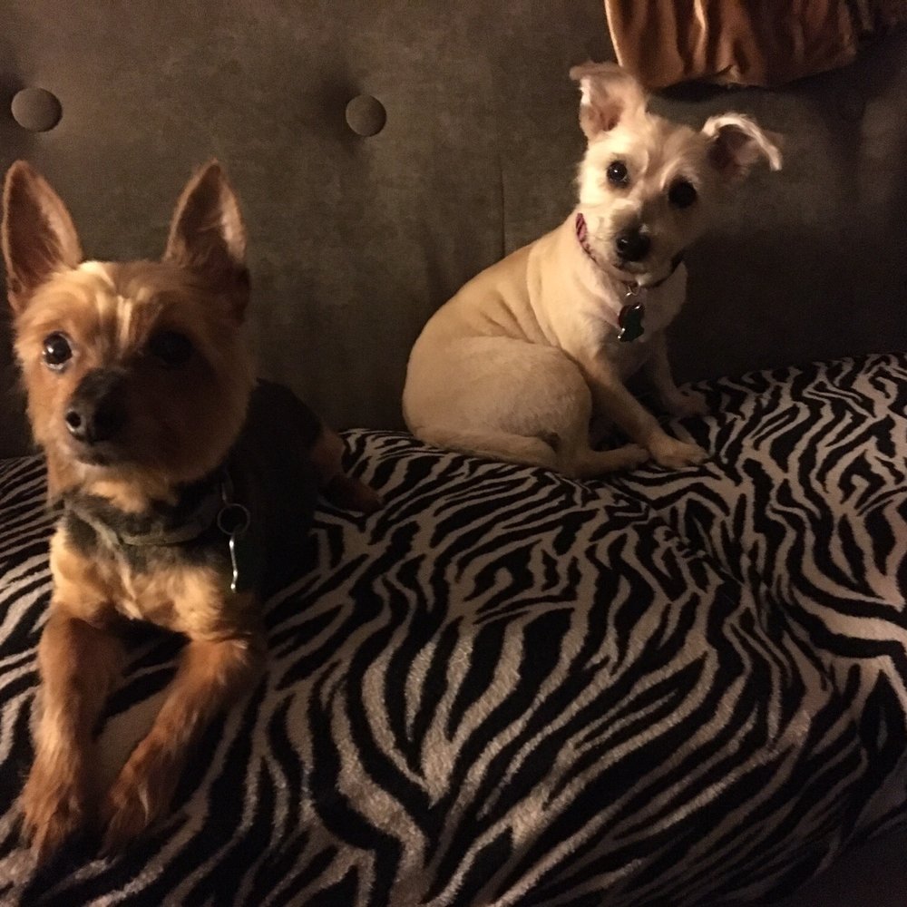Valerie's Paw Spa - My girls are all clean and beautiful - Pet Groomers Near Me - Henderson, Nevada Valerie's Paw Spa - My girls are all clean and beautiful - Pet Groomers Near Me - Henderson, Nevada