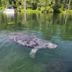 Manatee