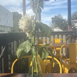 Back patio