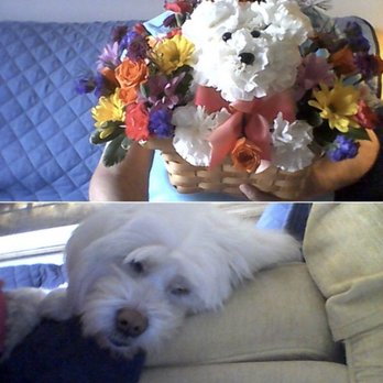 George's Flowers - The famous arrangement and the pup at home :) - Nurseries & Gardening Near Me - Roanoke, Virginia