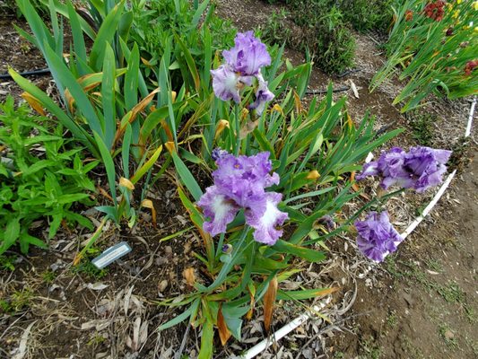 Nola's Iris Garden by null