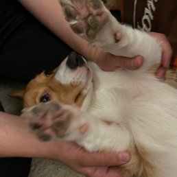 Paw pads not shaved Paw pads not shaved