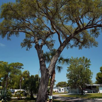 Ike's Tree Service - One more great job on our Floridian Oak. - Tree Services Near Me - Zephyrhills, Florida Ike's Tree Service - One more great job on our Floridian Oak. - Tree Services Near Me - Zephyrhills, Florida