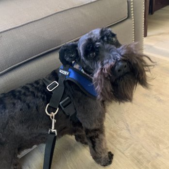 Skansen Kennel - This is Knight age 2.5 - Pet Sitting Near Me - Sebastopol, California Skansen Kennel - This is Knight age 2.5 - Pet Sitting Near Me - Sebastopol, California
