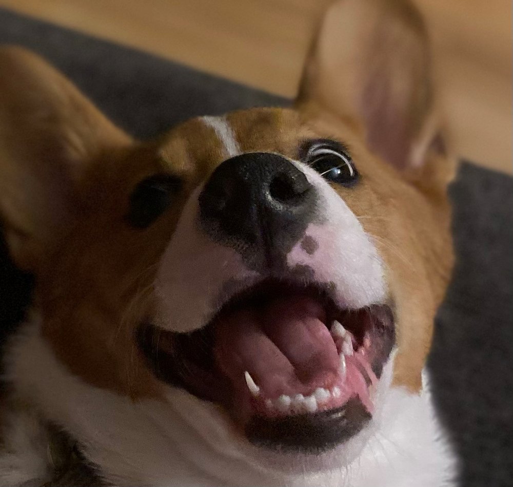 NO RUFF DAYS PRIVATE PET CARE Updated May 2024 11 Photos Brasher