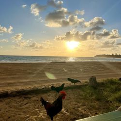 Kauai Rooftop Campers