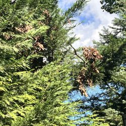 JRs Tree Service - Remnants from side job which landed in my 12ft high bushes- just left there for me to clean