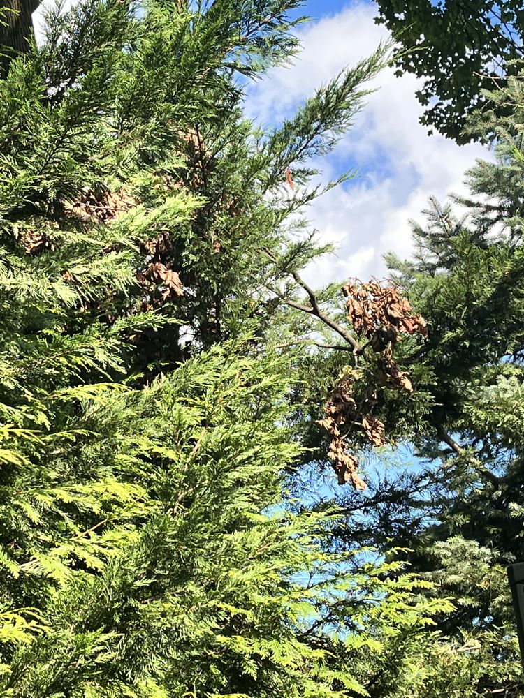 JRs Tree Service - tree service in Jamaica, NY