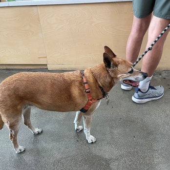 Highlight Coffee - Dog friendly. - Coffee & Tea Near Me - Pasadena, California