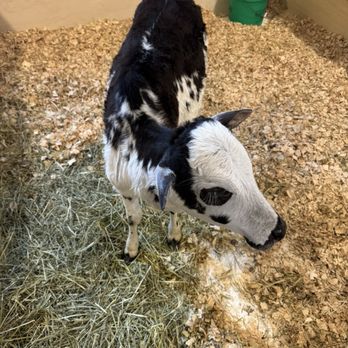 Kamins Farm Sanctuary - Animal Shelters Near Me
