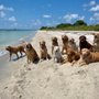 Photo of Ruff Days