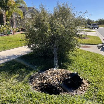 Top Notch Tree and Property Management LLC - Before of a small uprooted oak we cut down at the stump - Tree Services Near Me Top Notch Tree and Property Management LLC - Before of a small uprooted oak we cut down at the stump - Tree Services Near Me