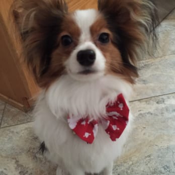 Ruff N' Ready Dog Grooming - Thanks for Kobe's first haircut! He looks great! - Pet Groomers Near Me - Reading, Massachusetts Ruff N' Ready Dog Grooming - Thanks for Kobe's first haircut! He looks great! - Pet Groomers Near Me - Reading, Massachusetts