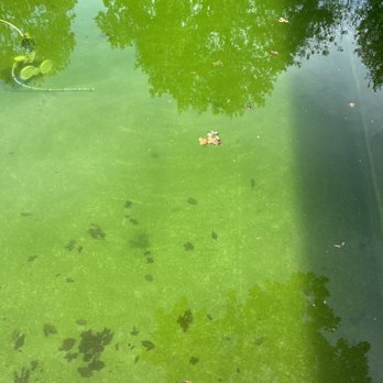 Blue Science Pools - Pool Cleaners Near Me - The Colony, Texas