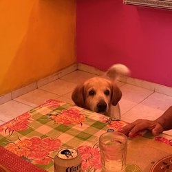 Rivera's Kitchen - Her pup who loves quesadillas