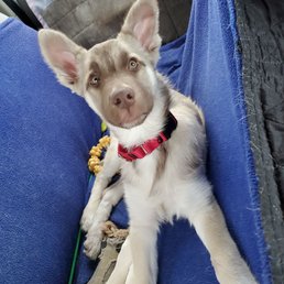Rory on her 1st long car ride!