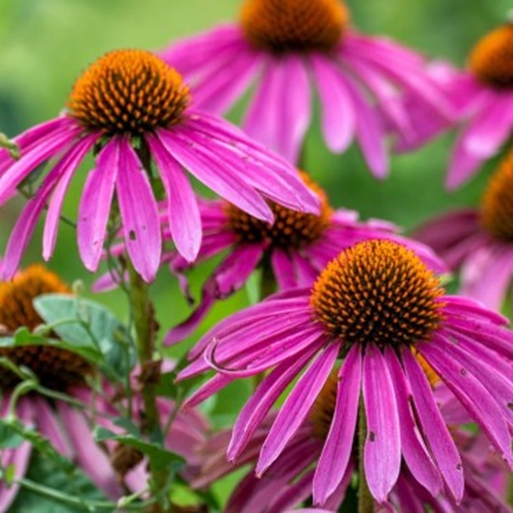 Holland Bulb Farms - Coneflower that was supposed to be a black eyed susan - Nurseries & Gardening Near Me - Milwaukee, Wisconsin