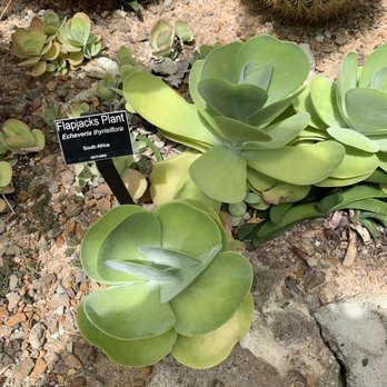 Krohn Conservatory - Obsessed with this plant - Botanical Gardens Near Me - Cincinnati, Ohio Krohn Conservatory - Obsessed with this plant - Botanical Gardens Near Me - Cincinnati, Ohio