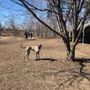 Photo of Tortoredeca Leash Free