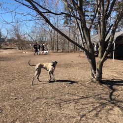 Tortoredeca Leash Free