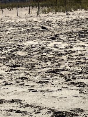 Ferry Beach State Park by null