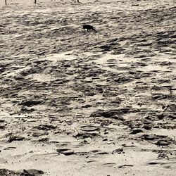 Ferry Beach State Park - Local