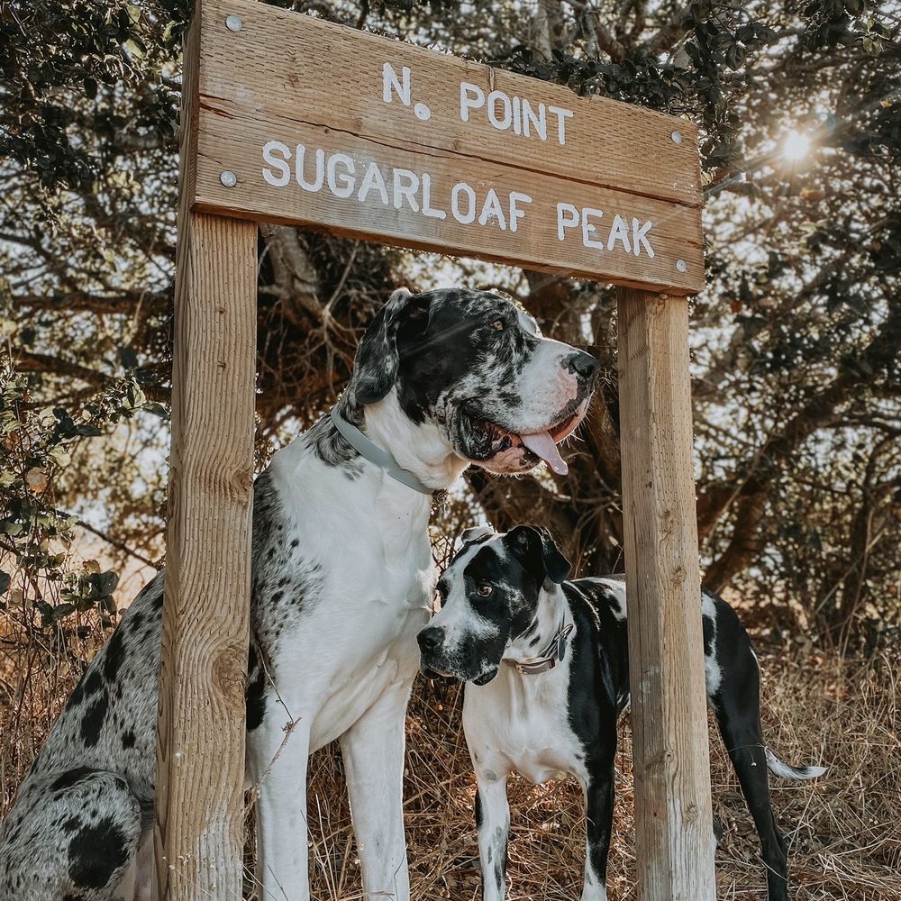 Laurelwood Park/Sugarloaf - Leia at Levi on Sugarloaf Peak - Parks Near Me - San Mateo, California Laurelwood Park/Sugarloaf - Leia at Levi on Sugarloaf Peak - Parks Near Me - San Mateo, California