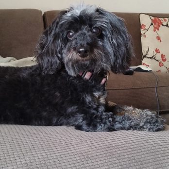 Family VetCare - Coco - Veterinarians Near Me - Phoenix, Arizona