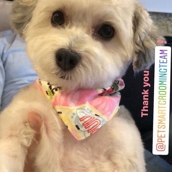 PetSmart - Pet Training Near Me - Fairfax, Virginia