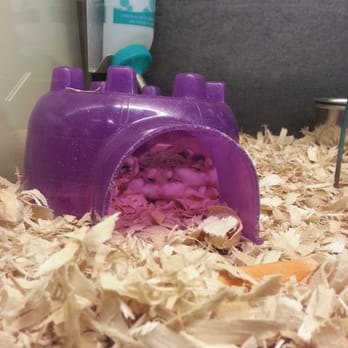 PetSmart - Pet Stores Near Me - College Station, Texas PetSmart - Pet Stores Near Me - College Station, Texas