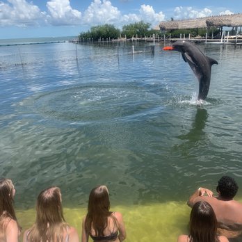 Dolphin Research Center - Tours Near Me - Marathon, Florida Dolphin Research Center - Tours Near Me - Marathon, Florida