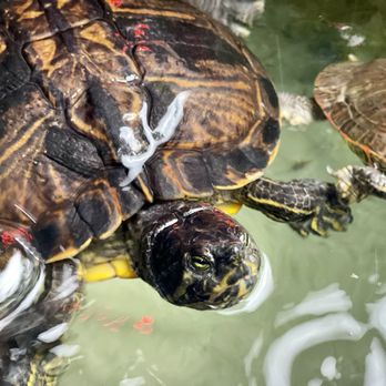 Florida Keys Aquarium Encounters - Aquariums Near Me - Marathon, Florida