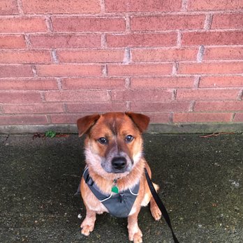 The Better Dog - Pet Training Near Me The Better Dog - Pet Training Near Me