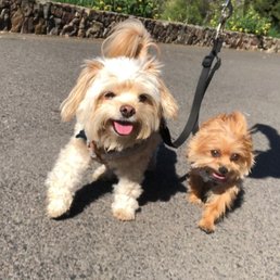 Arthur and Bella on a walk with Amanda. Arthur and Bella on a walk with Amanda.