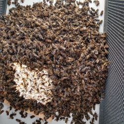 Tractor Supply - Dead bees order 1