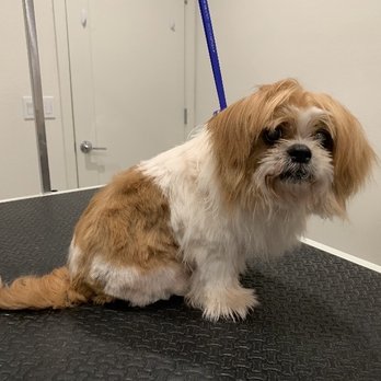 Grooming by Kristie - This is the "before" picture. - Pet Groomers Near Me