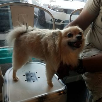Puff & Fluff Grooming - Uptown - Pet Groomers Near Me - Phoenix, Arizona