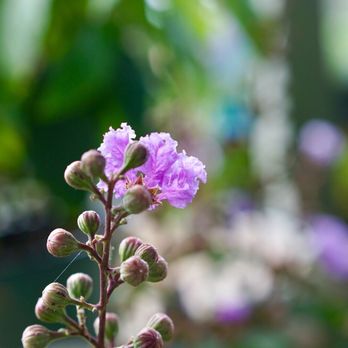 Enchanted Forest - Nurseries & Gardening Near Me - Richmond, Texas