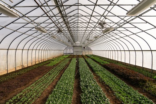 Forts Ferry Farm by null